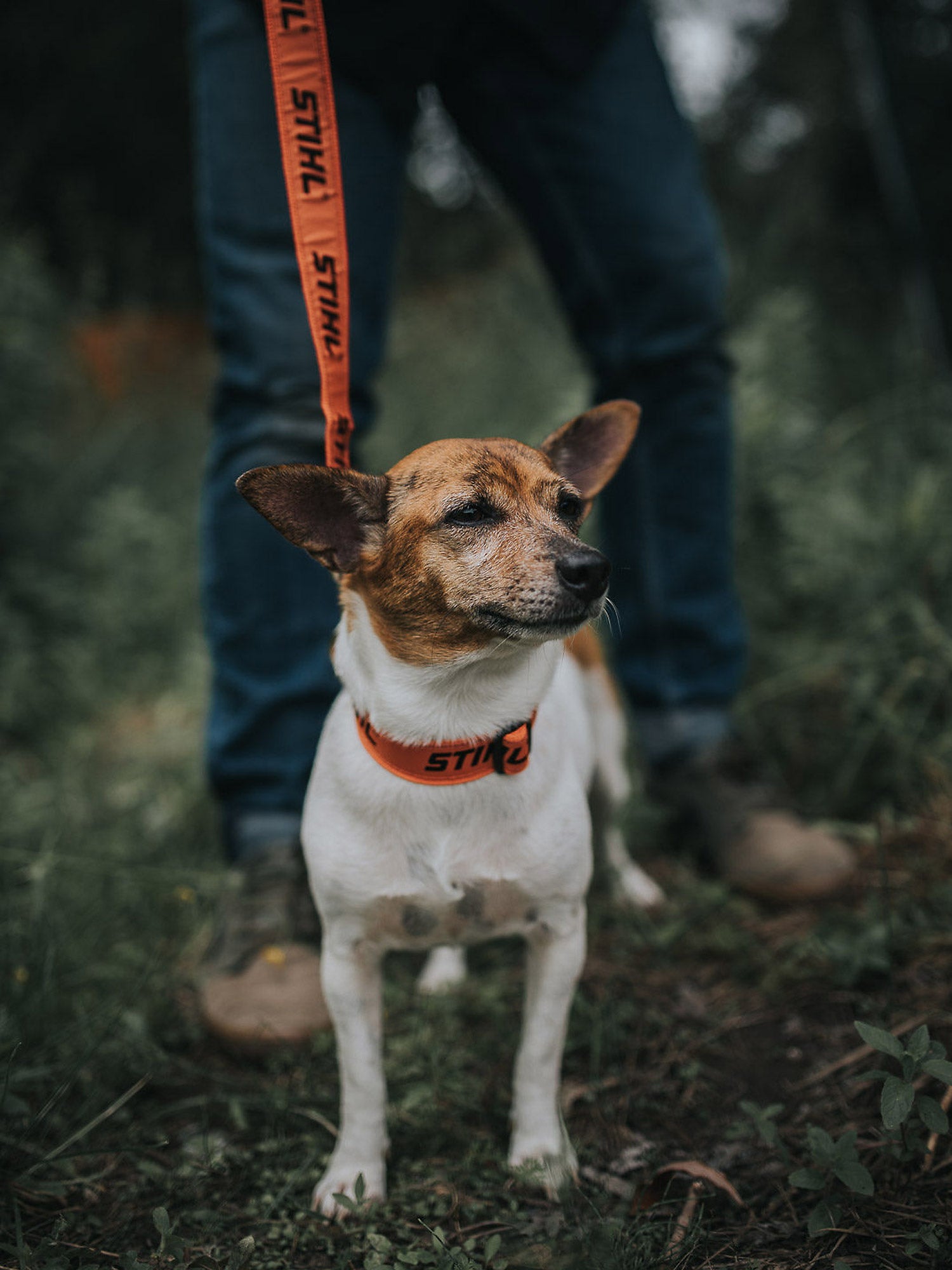 Collier pour animal de compagnie